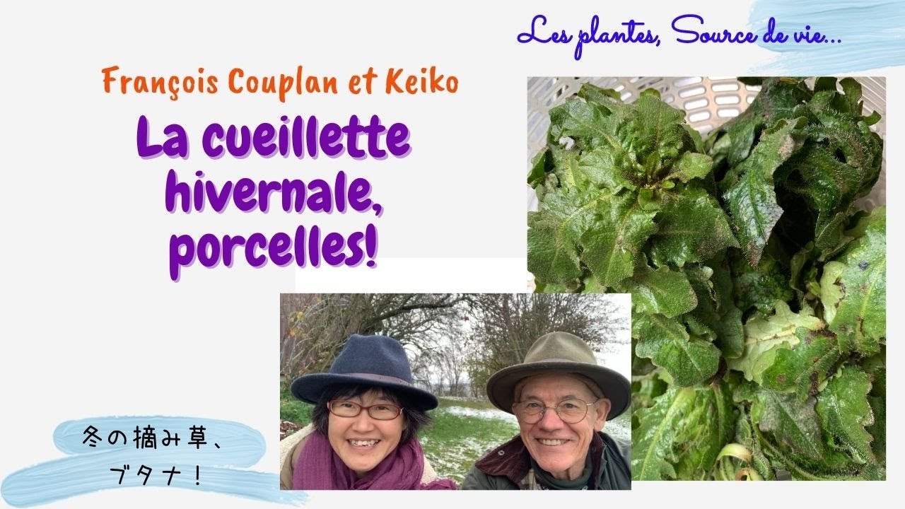 La cueillette hivernale, porcelles !