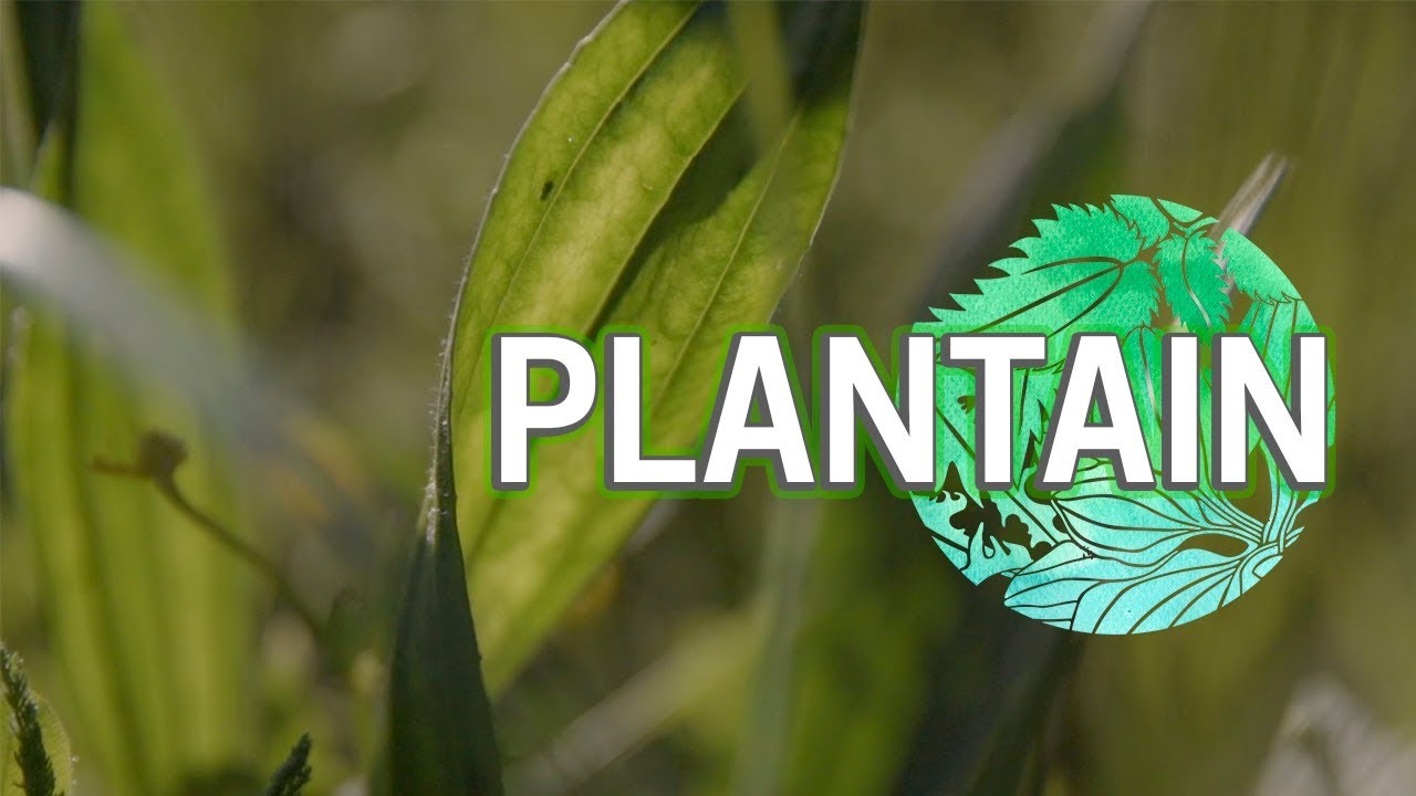 le Festin Vert - épisode 3 : Plantain