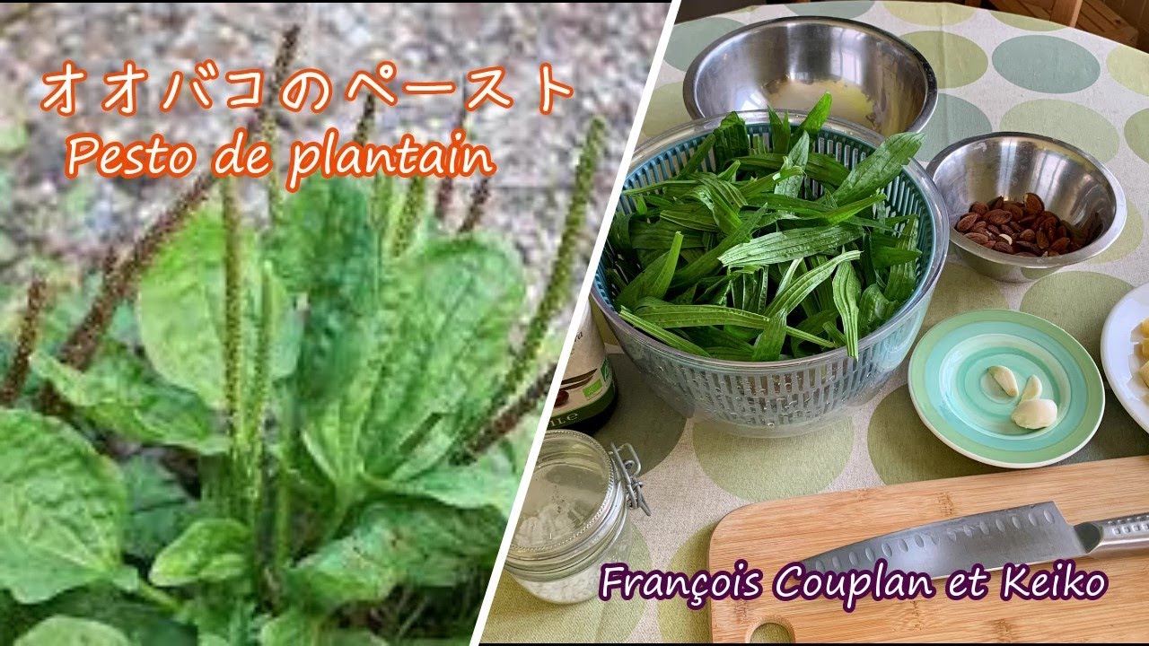 オオバコのペースト　Pesto de plantain