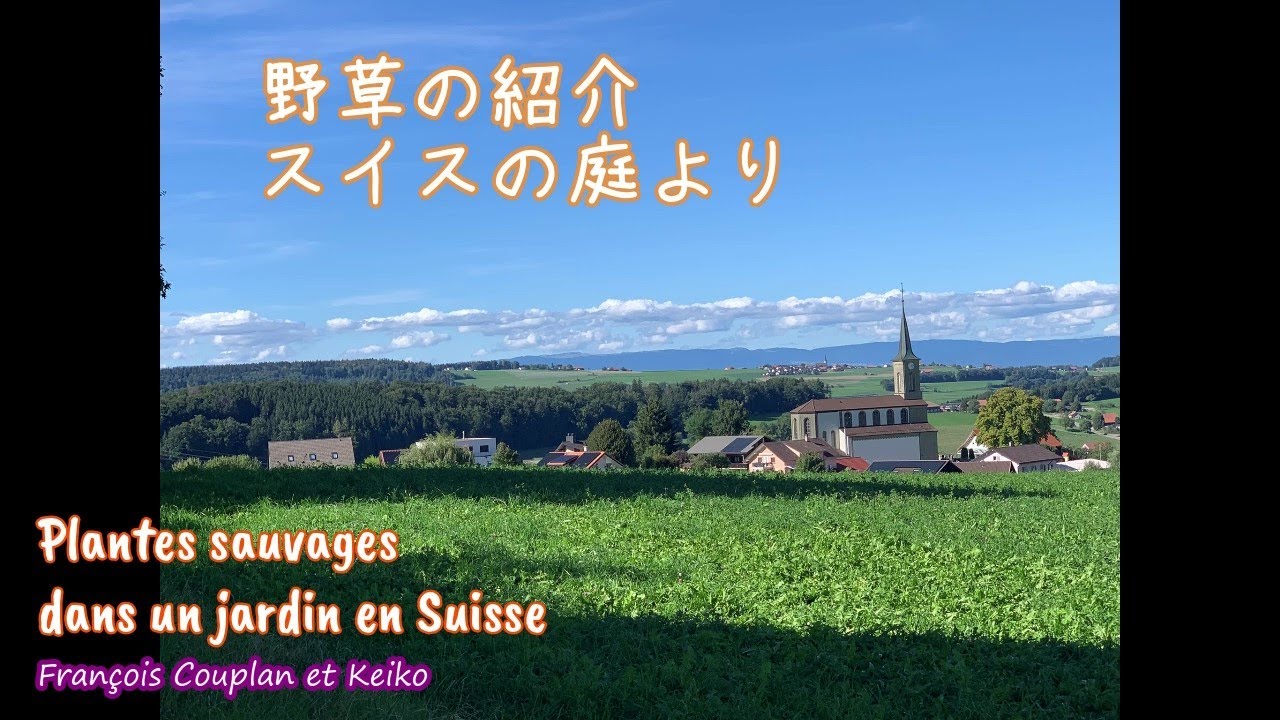 野草の紹介　スイスの庭より　Plantes sauvages dans un jardin en Suisse
