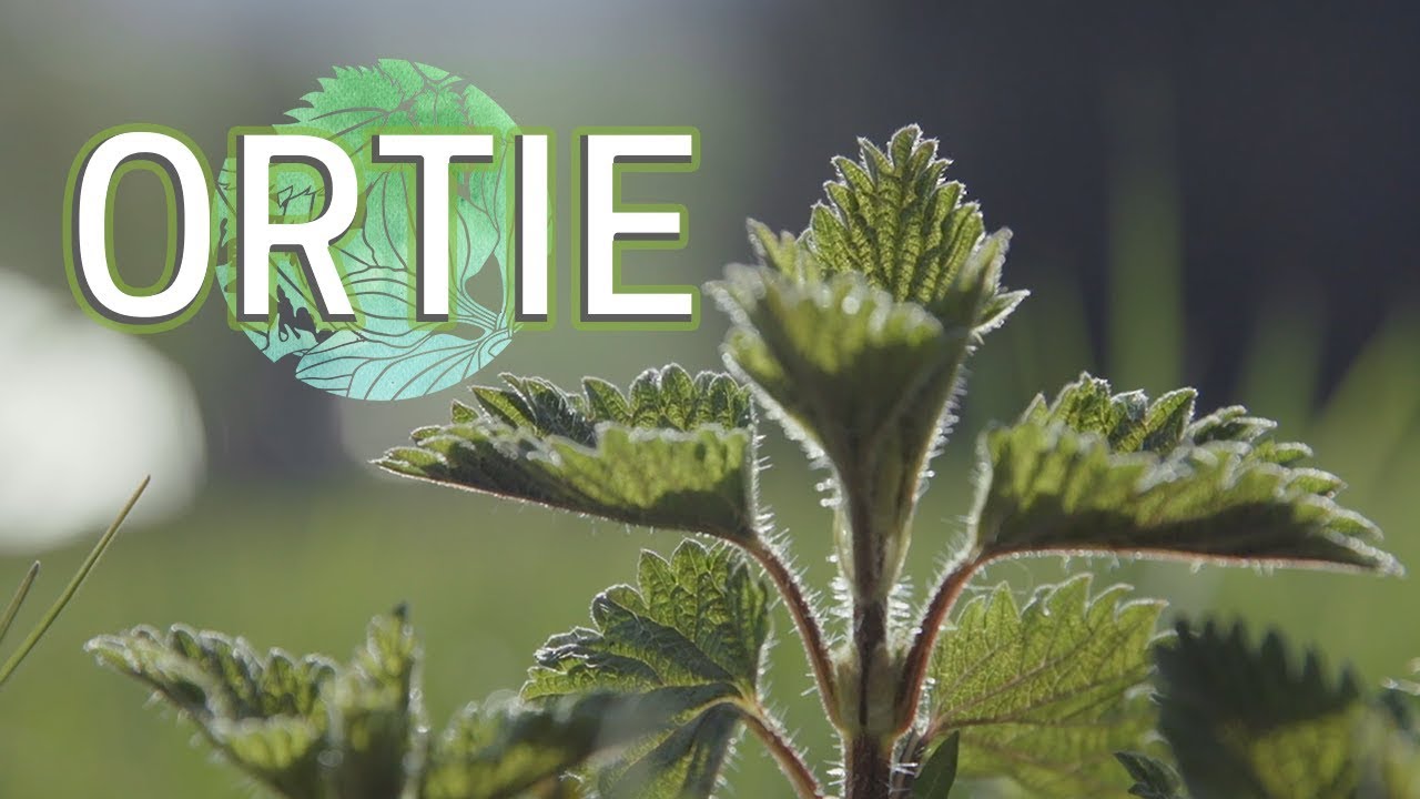 le Festin Vert - épisode 1 : Ortie