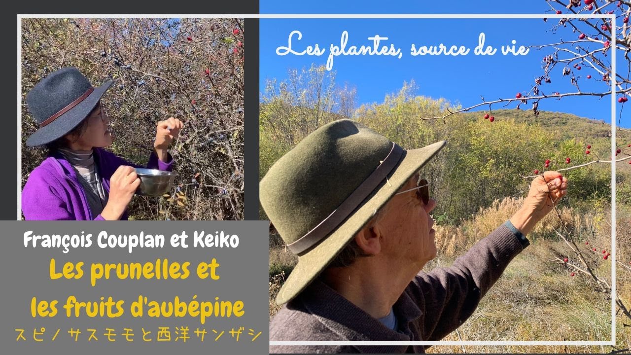 Les prunelles et les fruits de l'aubépine スピノサスモモと西洋サンザシ