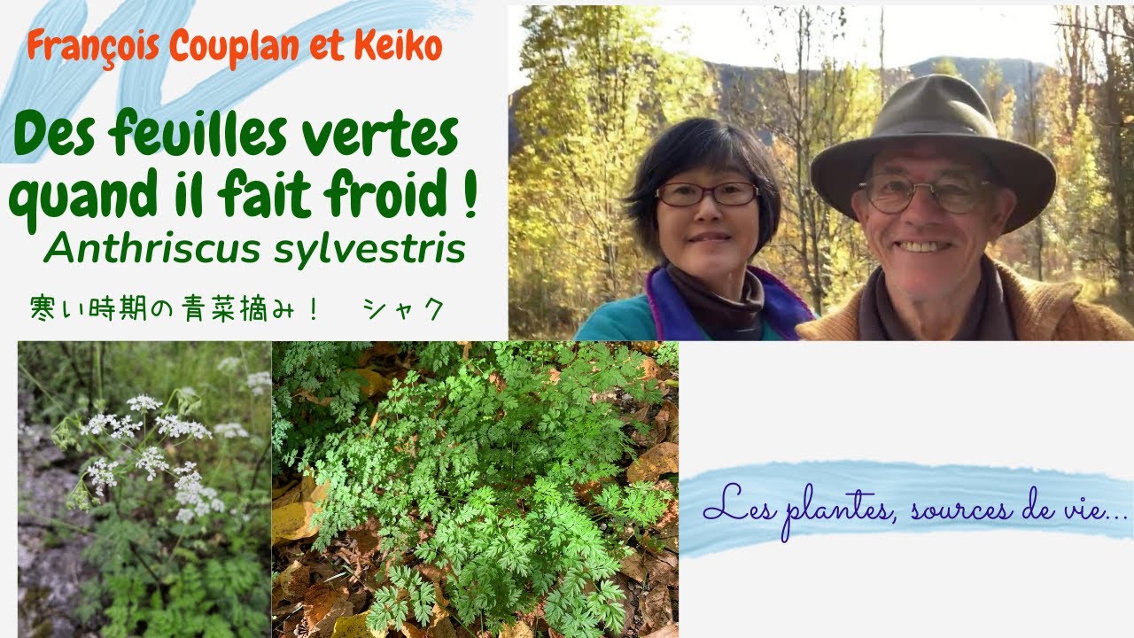 Des feuilles vertes quand il fait froid ! "Anthriscus sylvestris"　寒い時期の青菜摘み！"シャク"