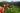 cueillettes_sureau_OK_vico_04_17 (5)