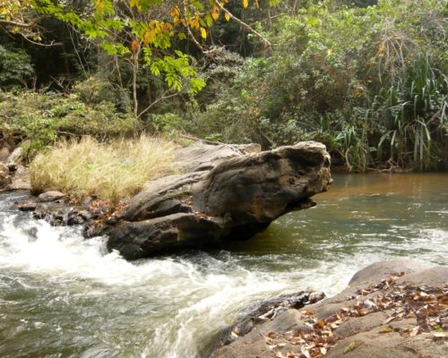 La tortue d'Assoukoko
