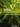 Stevia