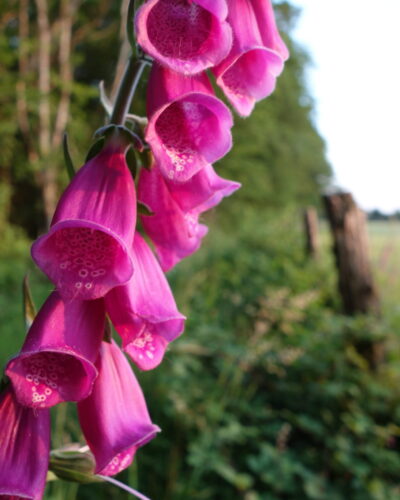 digitalis_purpurea_morvan_06_15 (4)