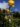fleur_des_alpes