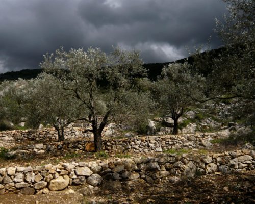 oliviers_liban oliviers_liban