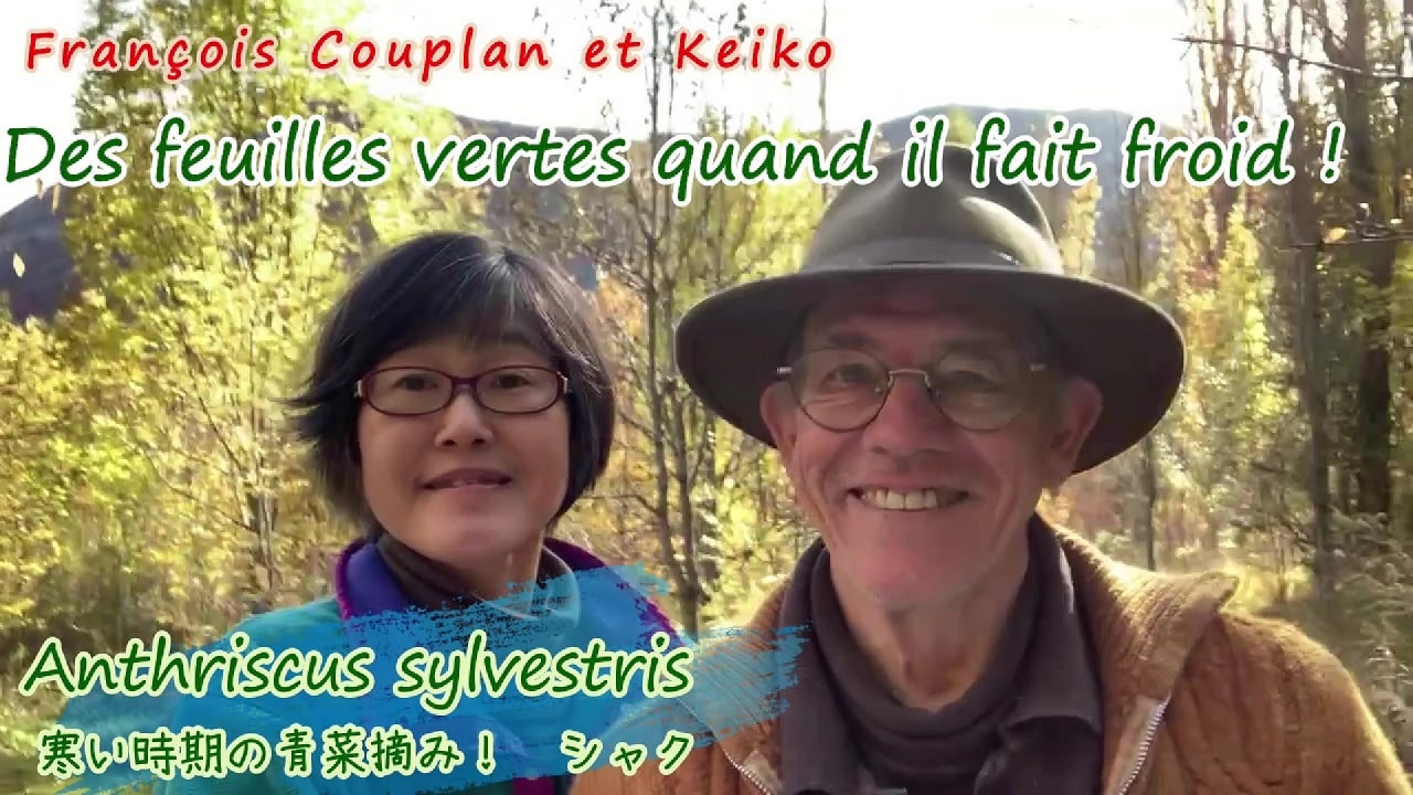 des feuilles vertes2