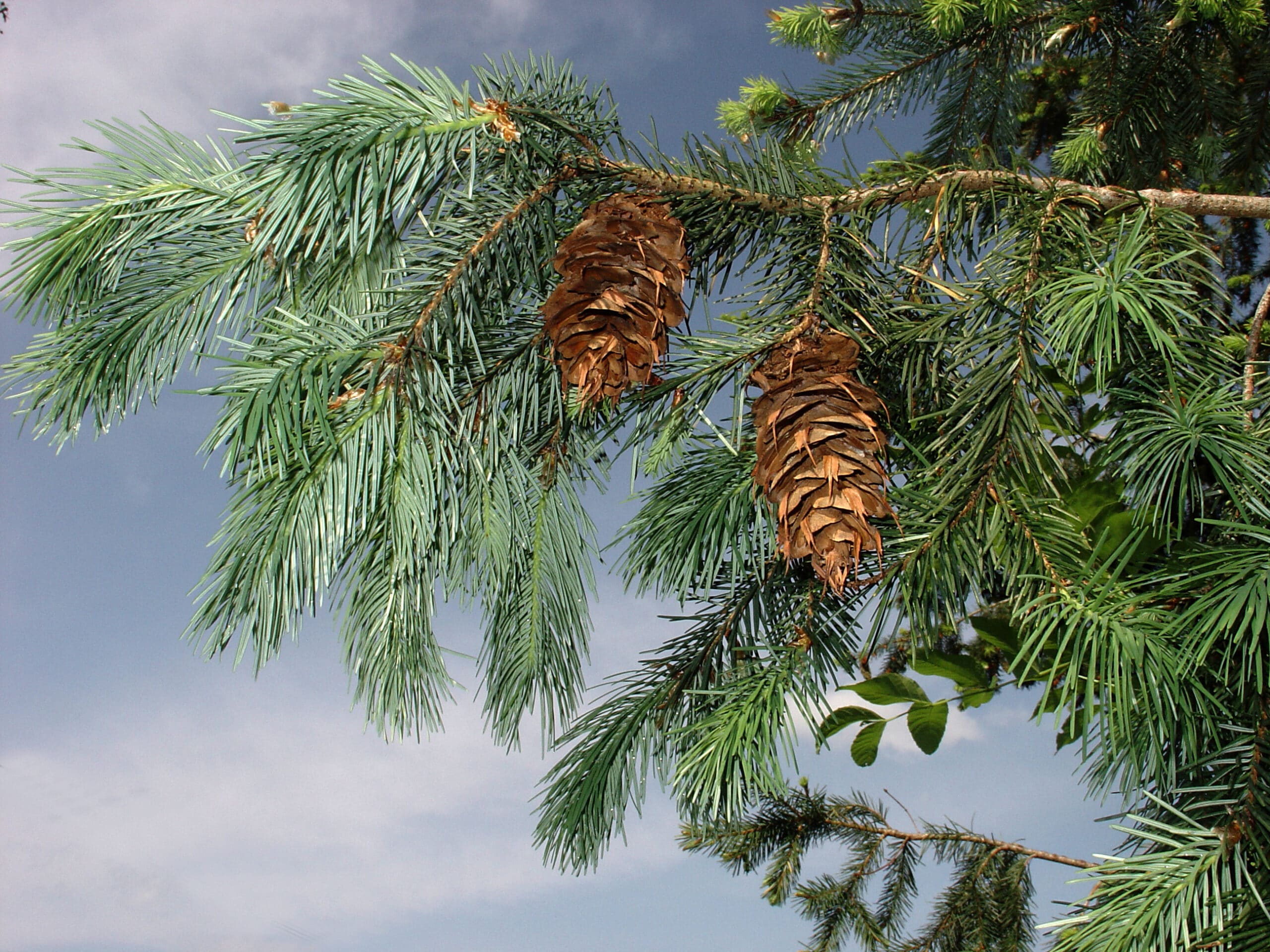 pseudotsuga_menziesii_2_OK