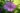 Mauve_2_OK