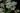 achillea_millefolium_FC_OK