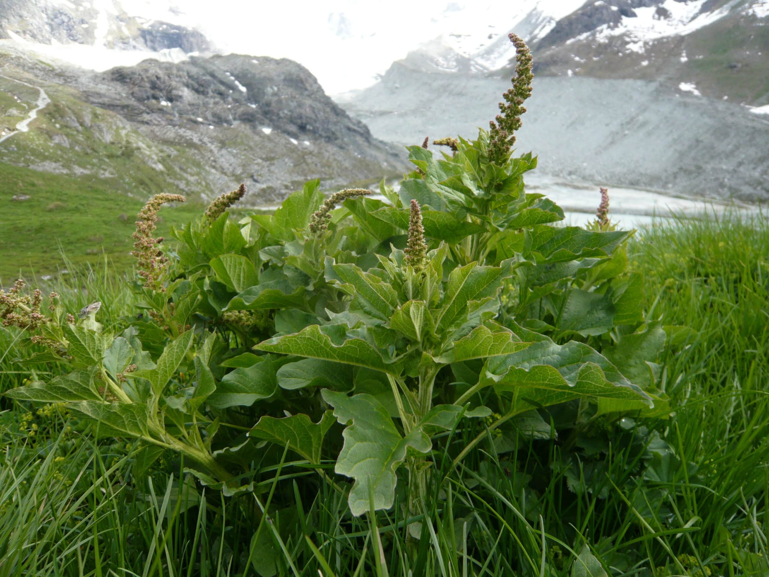 chenopodium_bonus-henricus_stluc_07_13 (1)