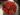 cynorrhodons_mass_09.10