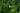geum_urbanum_OK_4