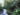 ensete_ventricosum_banana_de_hueso_uruapan_11.11 (14)