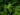 urtica_dioica_VRC
