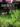 jardinez_au_naturel