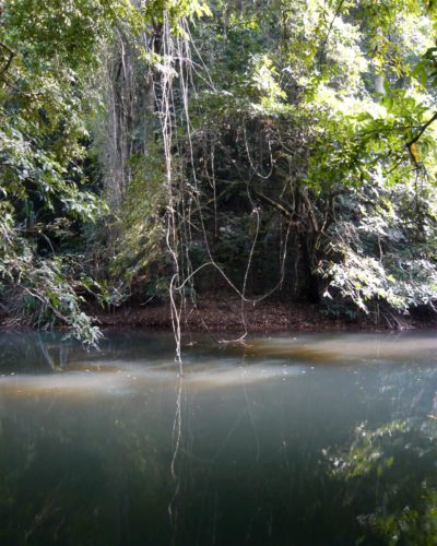 La rivière dans la forêt