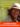 ce_sont_les_plantes