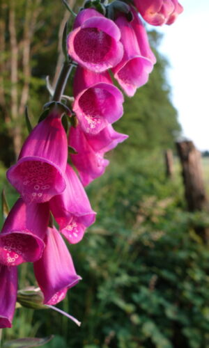 digitalis_purpurea_morvan_06_15 (4)