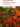 les_plantes_et_leurs_noms