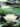 plantes_aquatiques