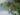 pseudotsuga_menziesii_2_OK