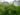 chenopodium_bonus-henricus_stluc_07_13 (1)
