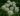 heracleum_sphondylium_fleurs_OK_1