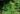 pteridium_aquilinum_OK