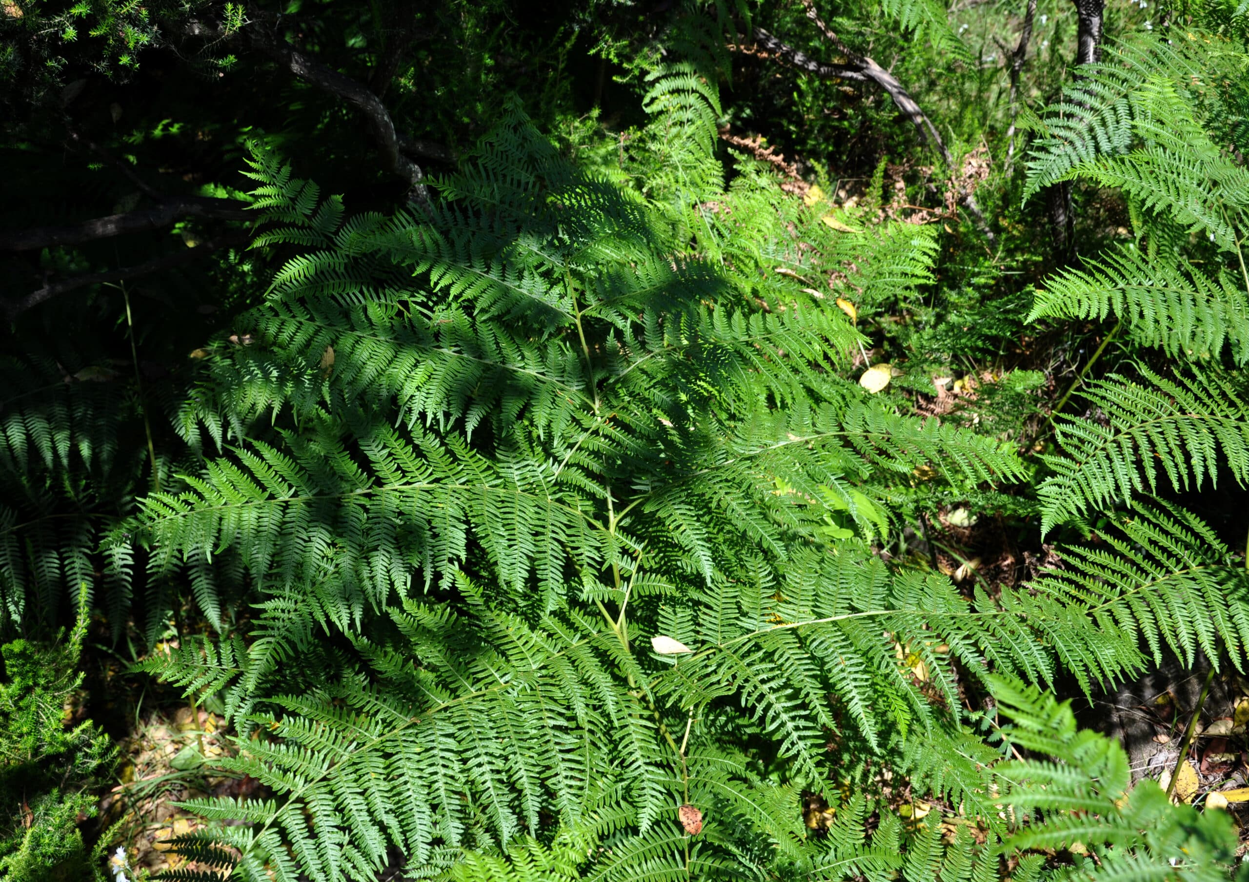 pteridium_aquilinum_OK