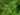 origanum_vulgare_1_OK