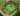 plantago_lanceolata_Tournai.05.08_x