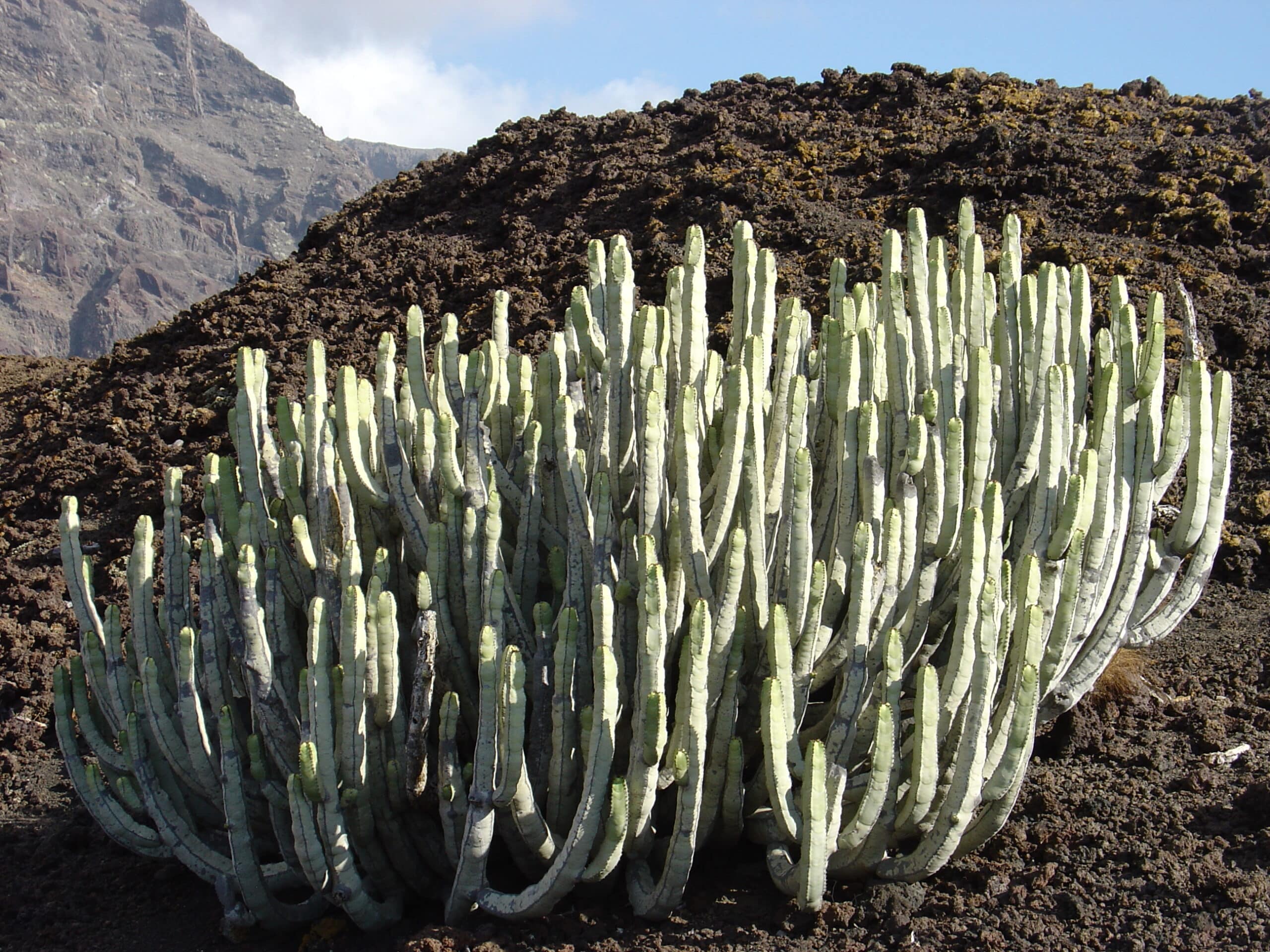 euphorbia_canariensis (2)