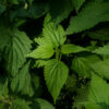 urtica_dioica_VRC