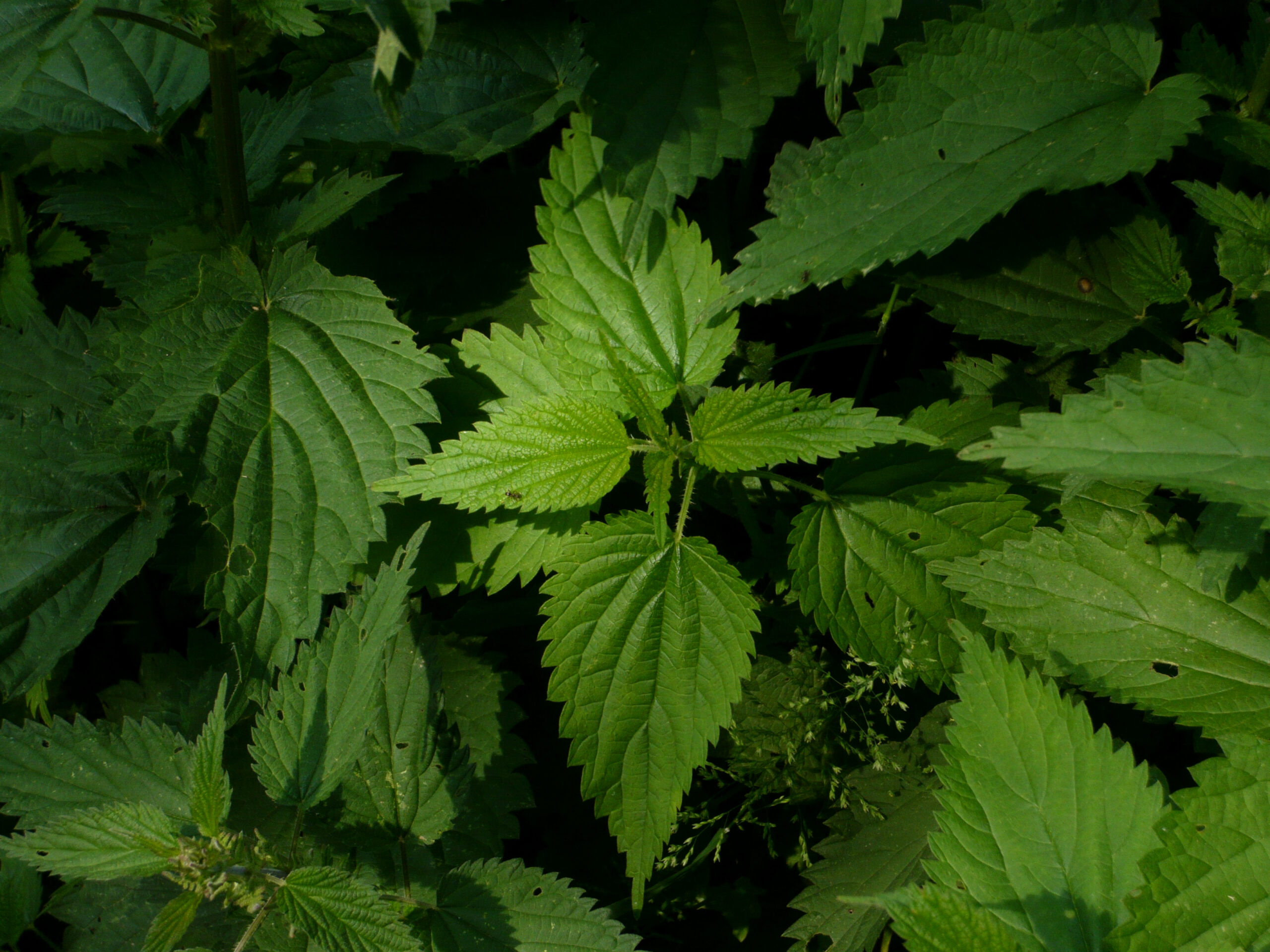 urtica_dioica_VRC